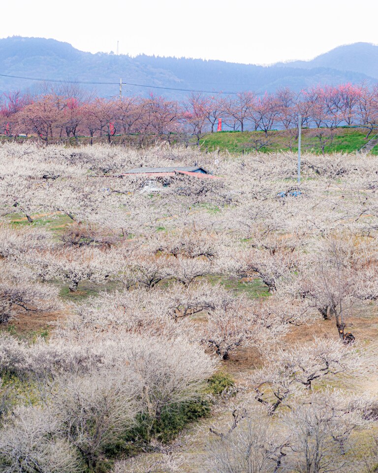 箕郷梅林賞　50hjpさんの作品「箕郷梅林」
