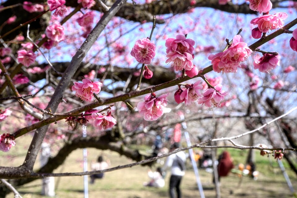 入賞　tsuyoshi.ichineiさんの作品「梅の香りに包まれて」