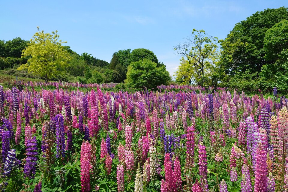 秋間梅林賞　@__luuuchaさんの作品「一面のルピナス」