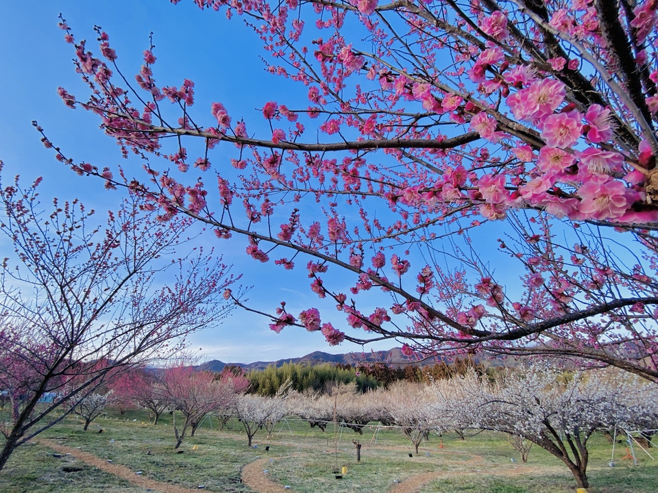 最優秀賞　hanamaruさんの作品「秋間梅林染める美しの梅花」