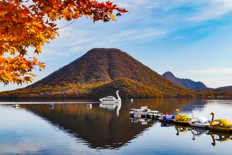 榛名梅林賞　fineupperfield さんの作品「錦秋の白鳥」