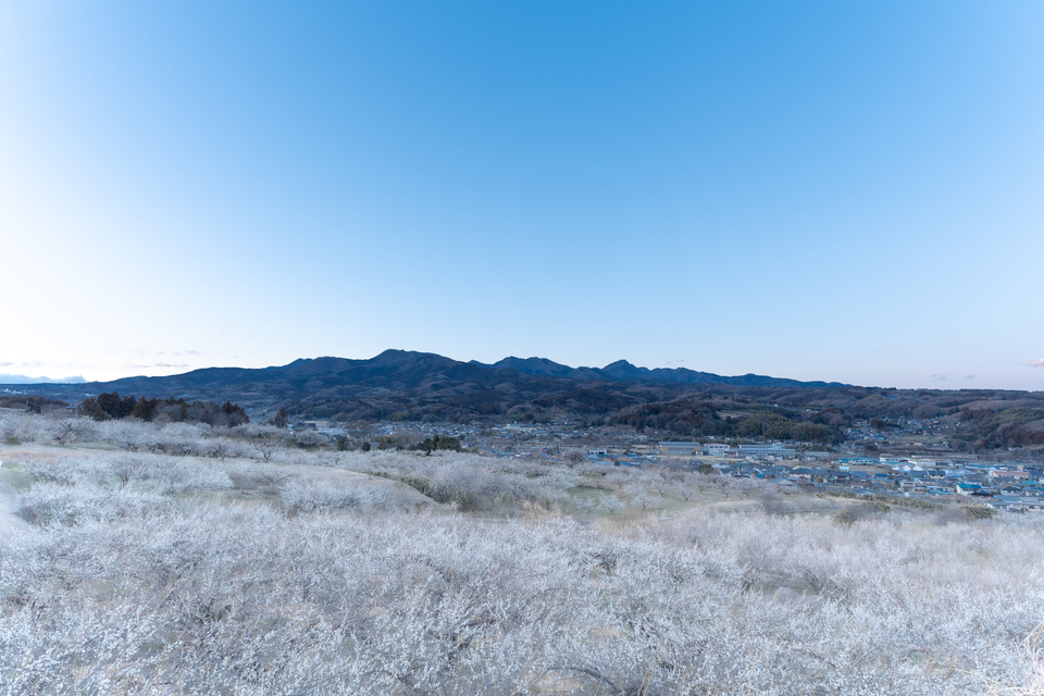 優秀賞　ryo-heiさんの作品「雲海の如き白梅」