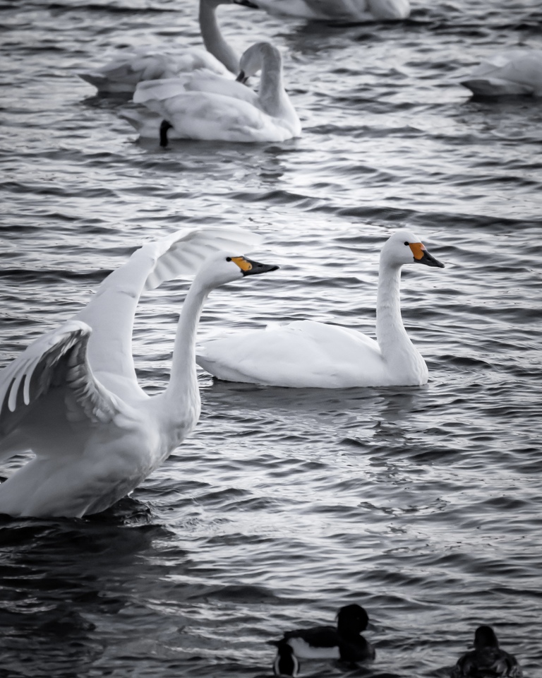 箕郷梅林賞　ryo-heiさんの作品「動と静」