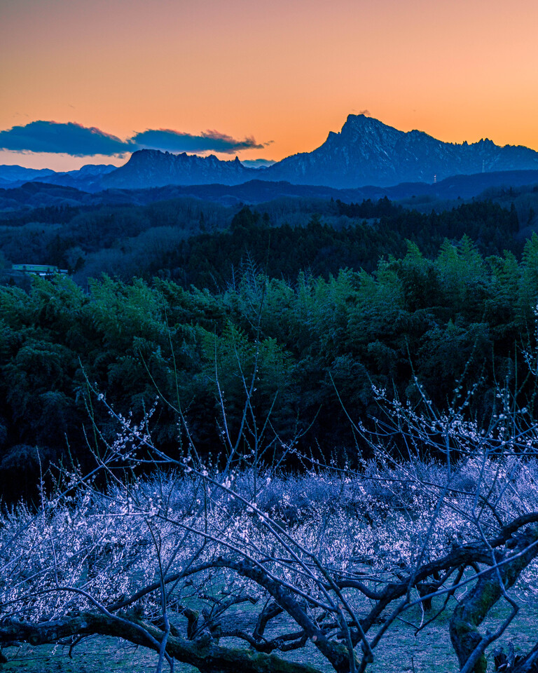 秋間梅林賞　sakenomix_rebornさんの作品「秋間梅林の夕暮れと妙義山」