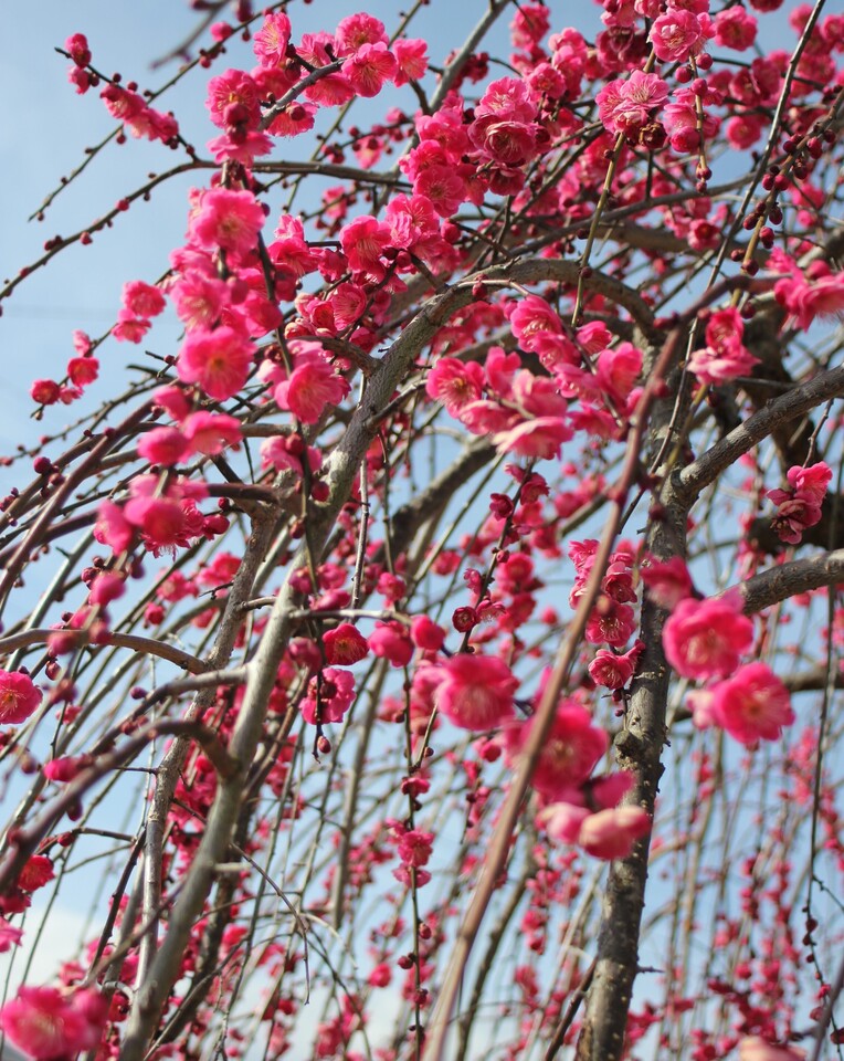 秋間梅林賞　39miki_k_さんの作品「秋間梅林　紅梅」