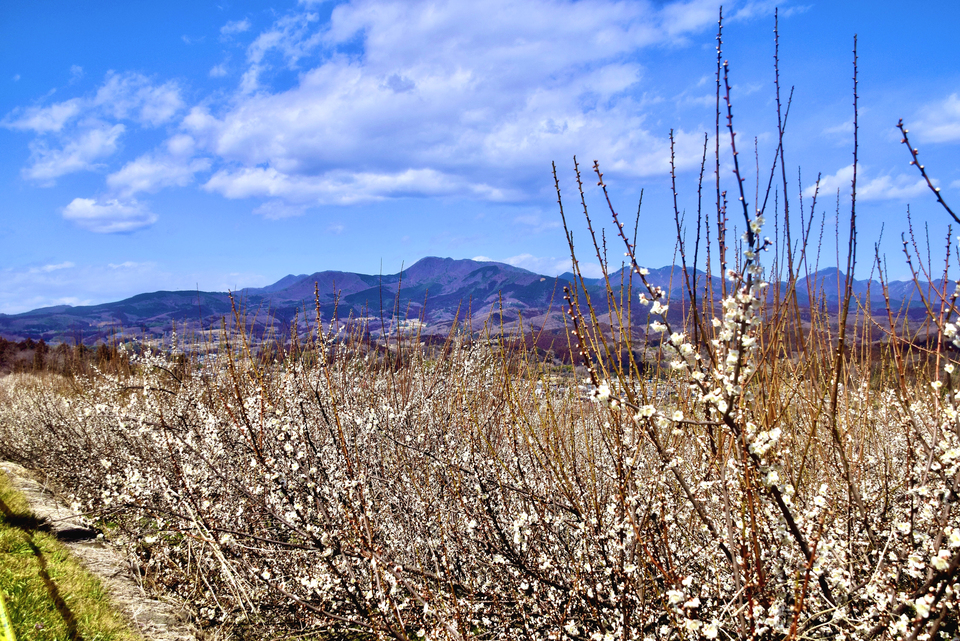 榛名梅林賞　風待月さんの作品「榛名山を望む」