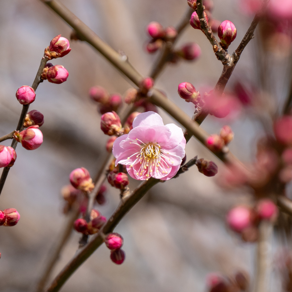 入賞　kerokophoto さんの作品「梅一輪」