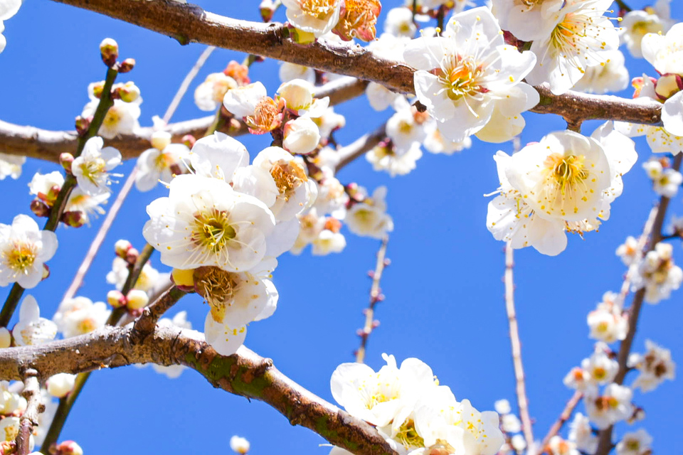 榛名梅林賞　橘さんの作品「白梅」