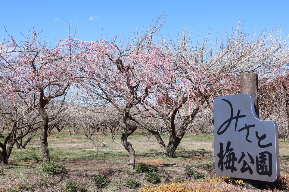 箕郷梅林賞　ちゃとみんさんの作品「春色に包まれて」