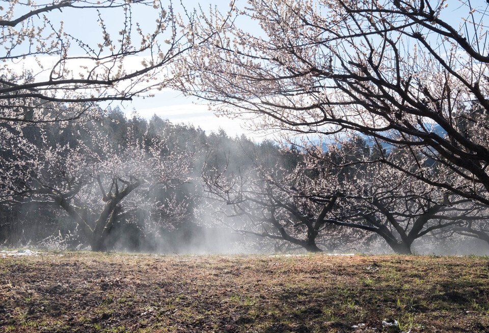 榛名梅林賞　さくらさんの作品「朝靄光る榛名梅林」