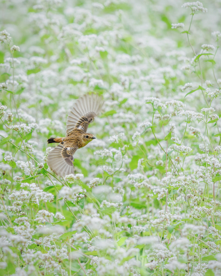 準グランプリ　70_a_caprichoさんの作品「白蕎麦の花畑に舞う」