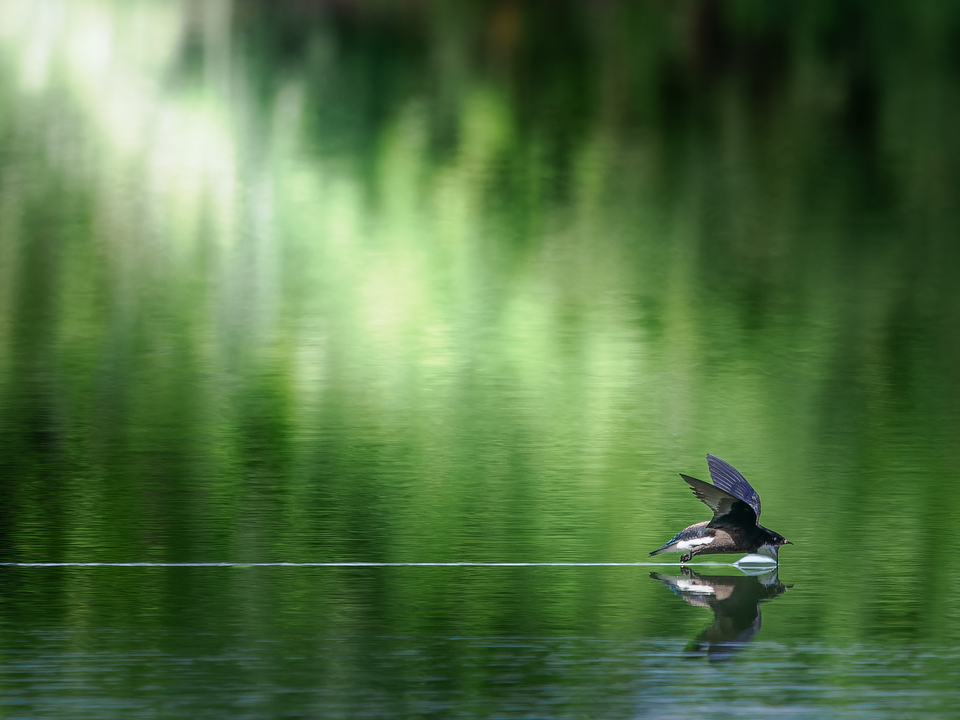部門賞（野鳥）　伊達一真さんの作品「ツィーーーーーーーー」