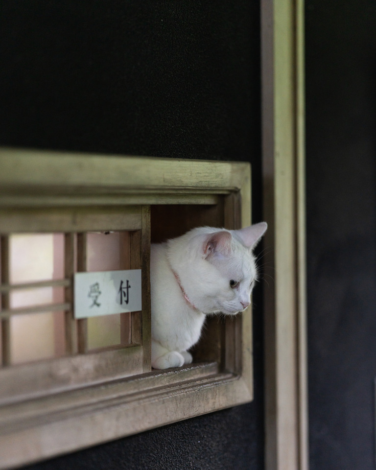 部門賞（スナップ）　tantanさんの作品「受付のお仕事で忙しいです」