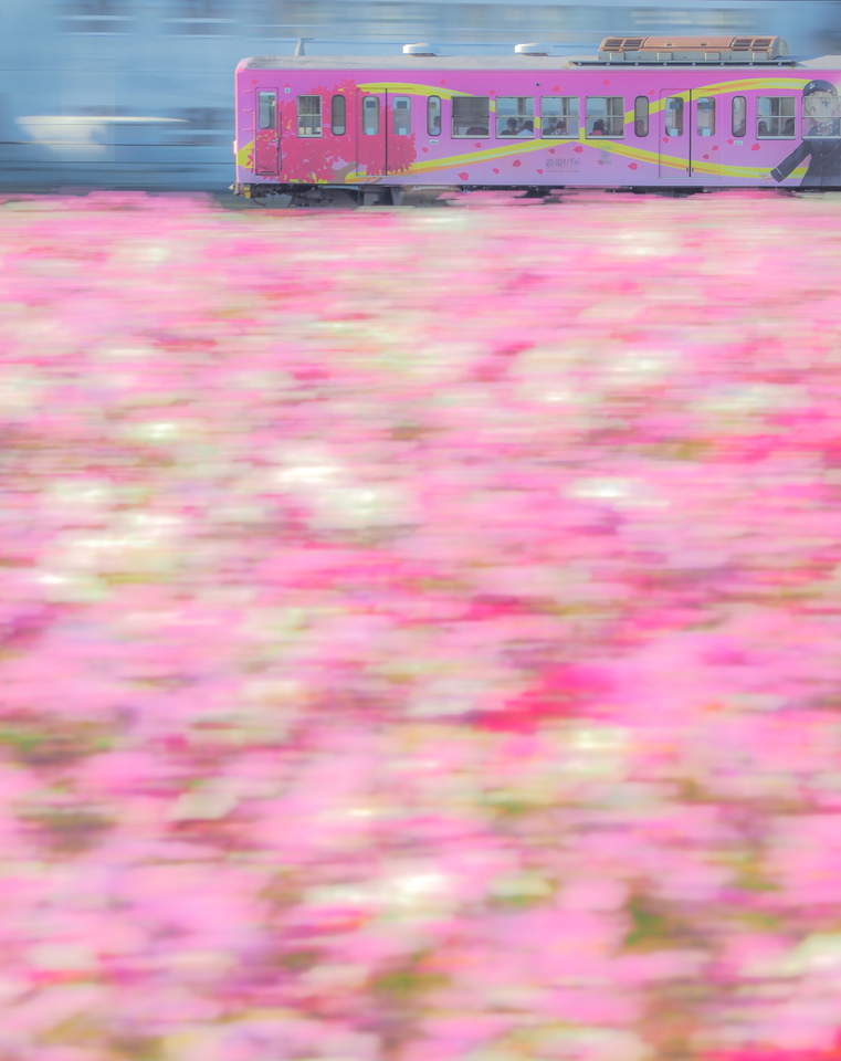 部門賞（鉄道）　なかむら義宣さんの作品「桃色の世界」