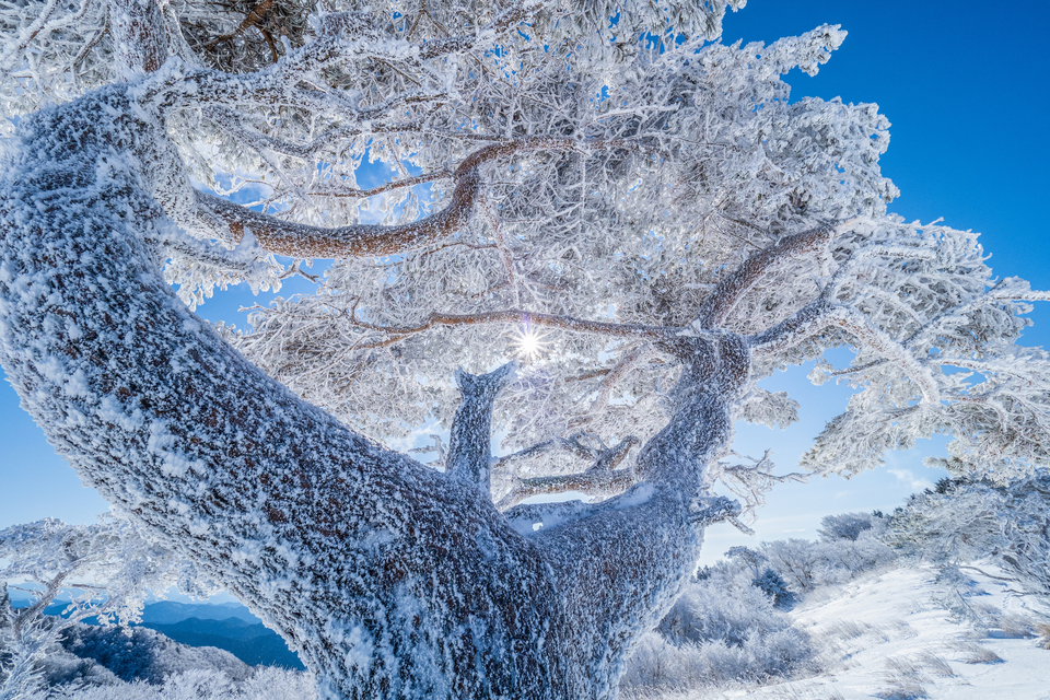 入賞　kaisakura_2020さんの作品「厳冬に生きる」
