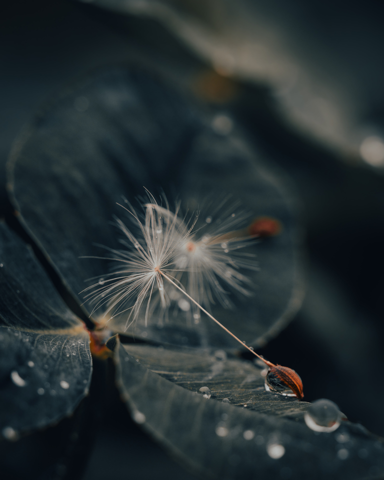 部門賞（ネイチャーマクロ）　上塚美紀子さんの作品「繋がっていく未来」