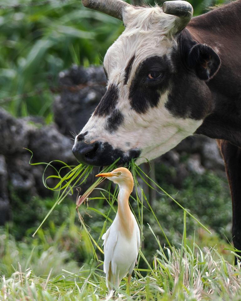 入賞　宮﨑裕輔さんの作品「ボディーガード」