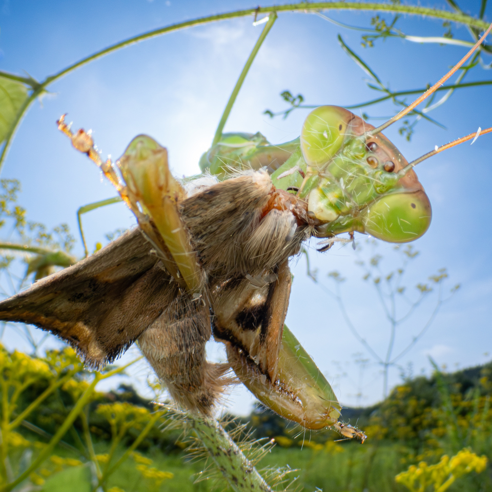 入賞　石黒卓也さんの作品「捕食」