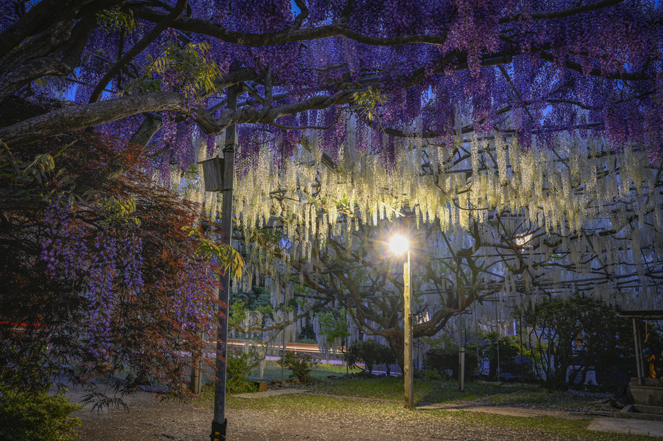 優秀賞　村上 真(@shin_421_)さんの作品「春宵一刻」