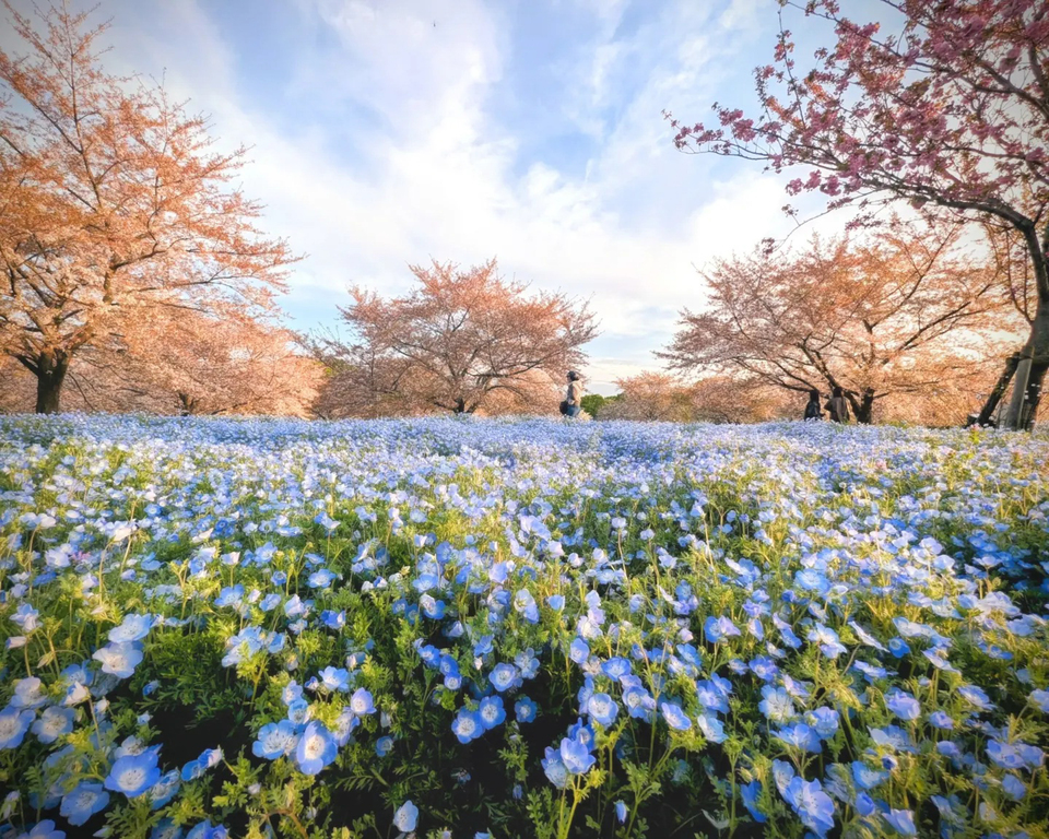 佳作　ron._.stagramさんの作品「春の祭典」
