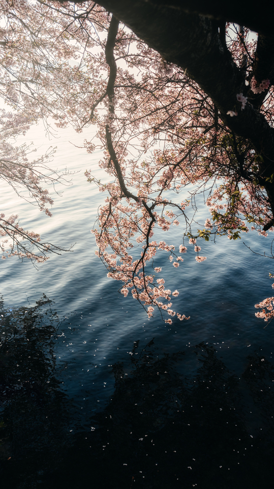 別所隆弘賞　yukkey(@yukkey.inc)さんの作品「移ろい」