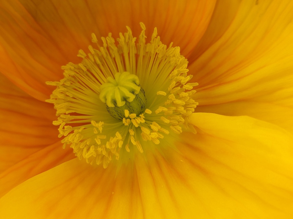 佳作　@lulu_mie_reさんの作品「Color your life with Google Pixel.」