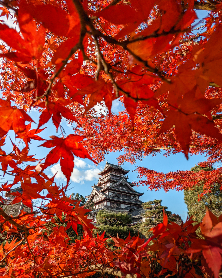 佳作　おおたに。(@ohtani_tani25)さんの作品「紅葉に萌える伏見桃山城」