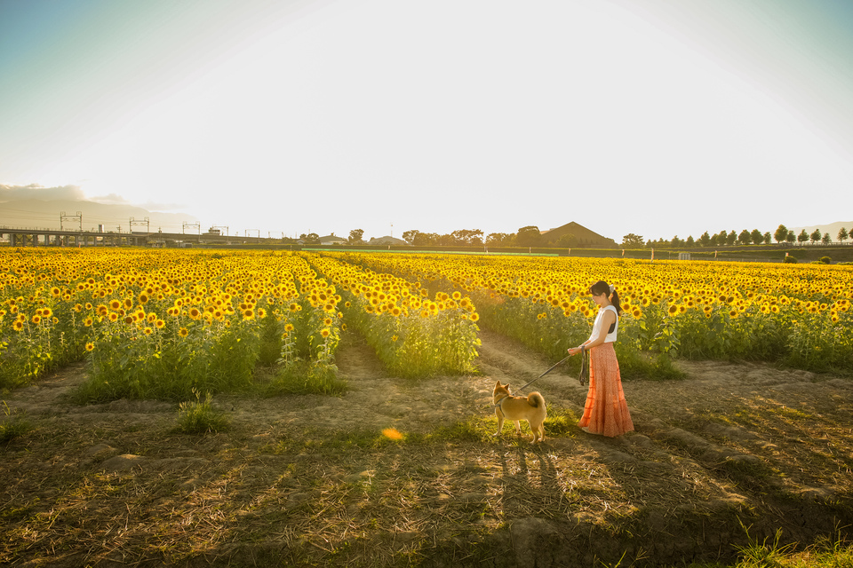 大人のリセット時間で賞　長井純子（@mugicoco2020)さんの作品「夏の夕暮れ」