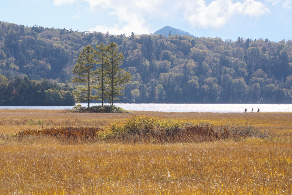 nobuさんの作品「黄金色の大地」