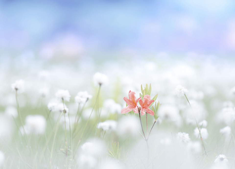 チョコ（@_choko1)さんの作品「白と朱と」