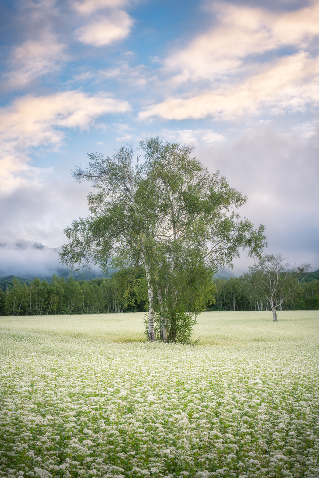 S.Akimasaさんの作品「白の庭と緑の詩」