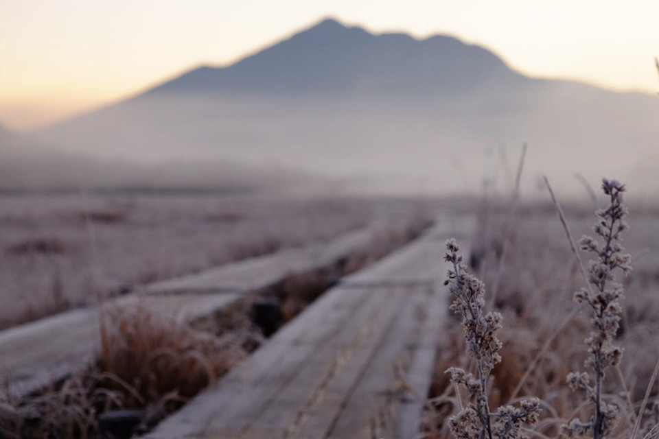 chiaki.sさんの作品「frosted plants」