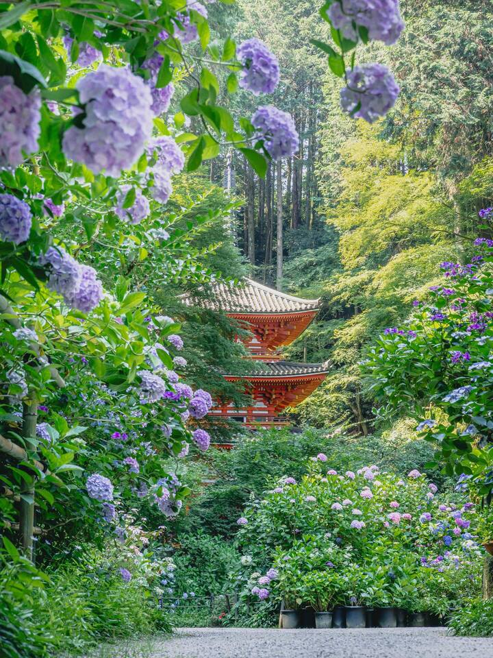 優秀賞（京都府）　しんじ。さんの作品「朝日で表情変える八仙花」