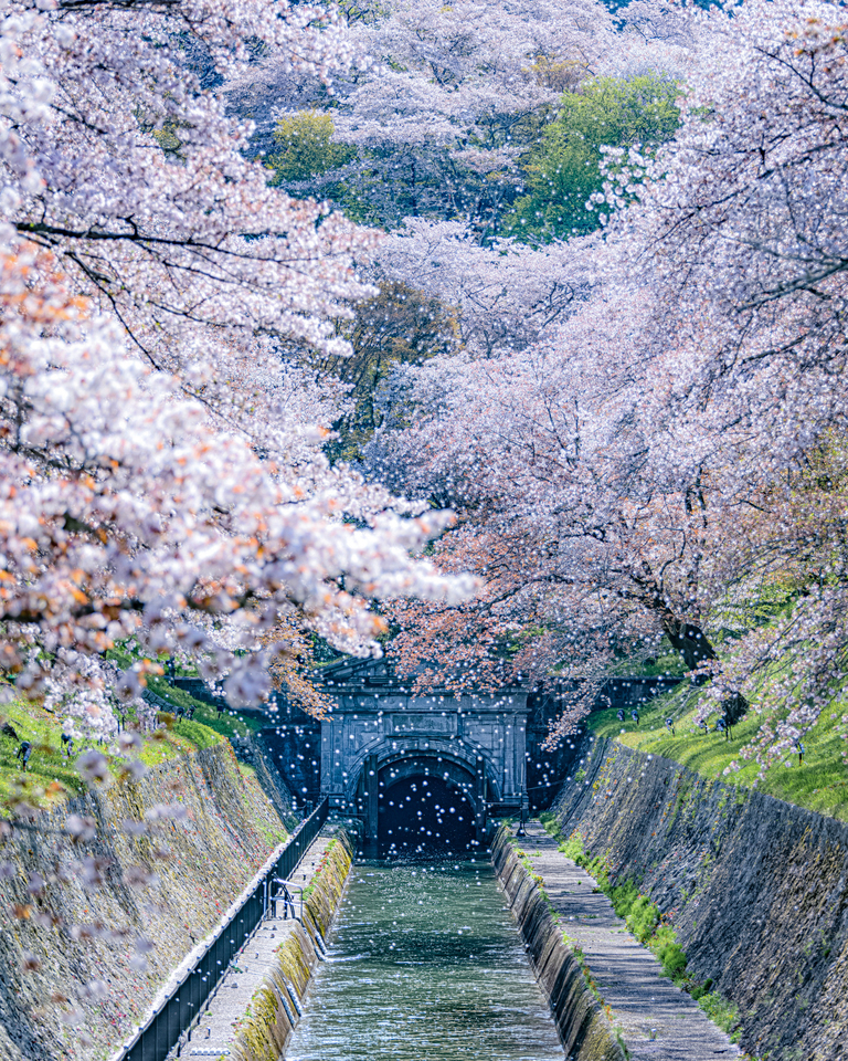 優秀賞（滋賀県）　小島尚和（kojinao1122）さんの作品「国宝 琵琶湖疏水 桜吹雪」