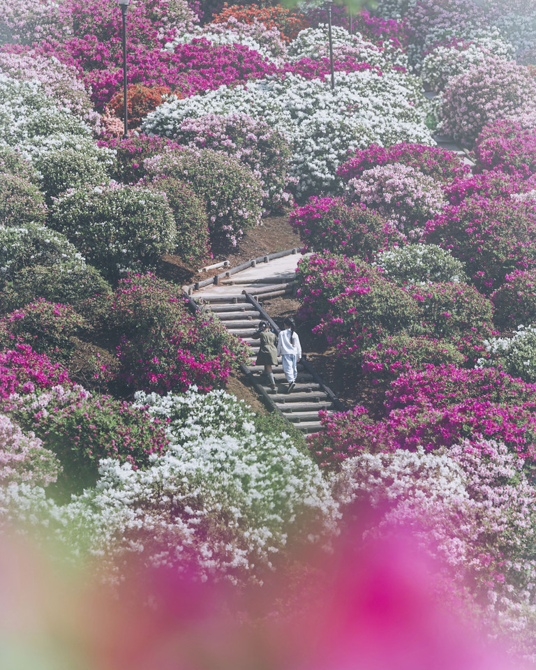 優秀賞（福井県）　杉本沙希さんの作品「つつじの階段」