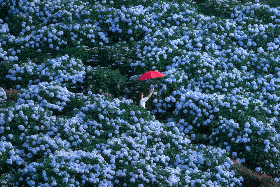 優秀賞（徳島県）　倉場康太(@kura_pulse_)さんの作品「紫陽花の壁」