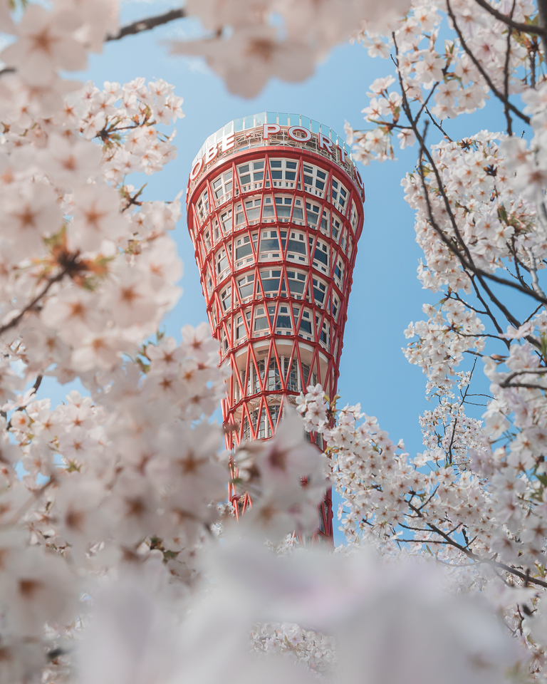 優秀賞（兵庫県神戸市）　ゆうと【@yuto_kobe】さんの作品「春の神戸ポートタワー」
