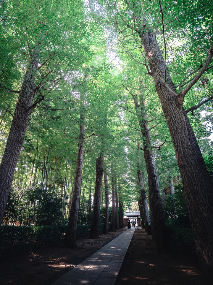 優秀賞（荻窪）　ミスログさんの作品「木漏れ路（こもれじ）」