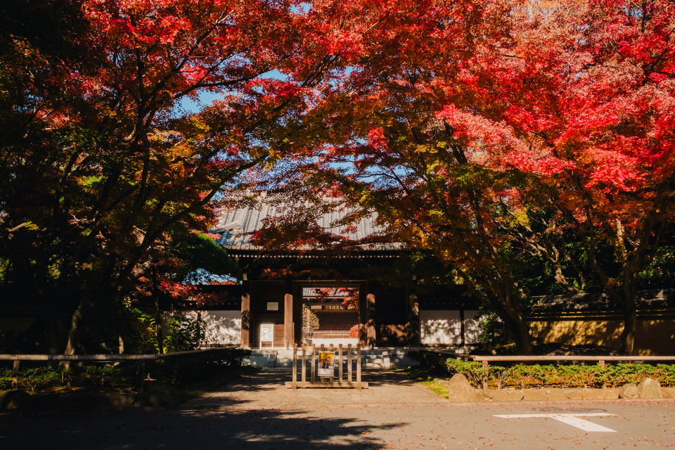 佳作（西荻窪）　tanco_photoさんの作品「染まる秋」