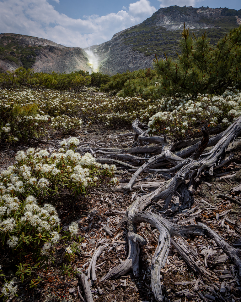入賞　渡邊　由桂さんの作品「エゾイソツツジが咲く頃に」
