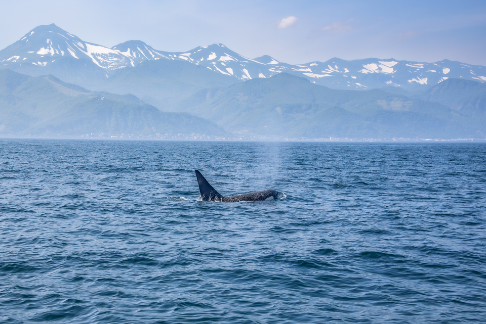 入賞　富永 夢乃さんの作品「初夏の知床」