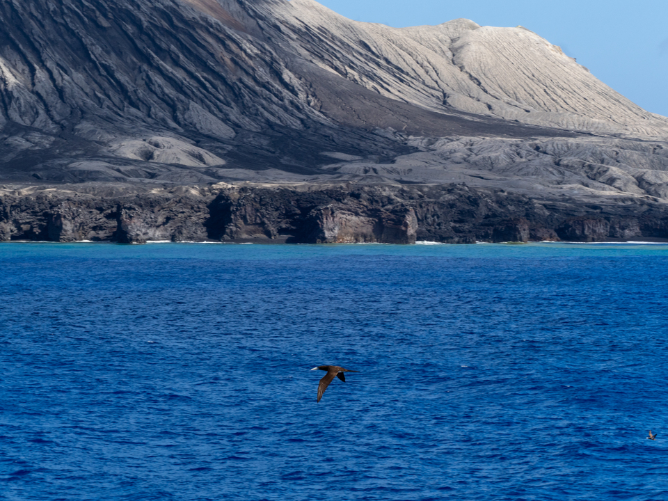 入賞　my.inedさんの作品「進化する島と海鳥」