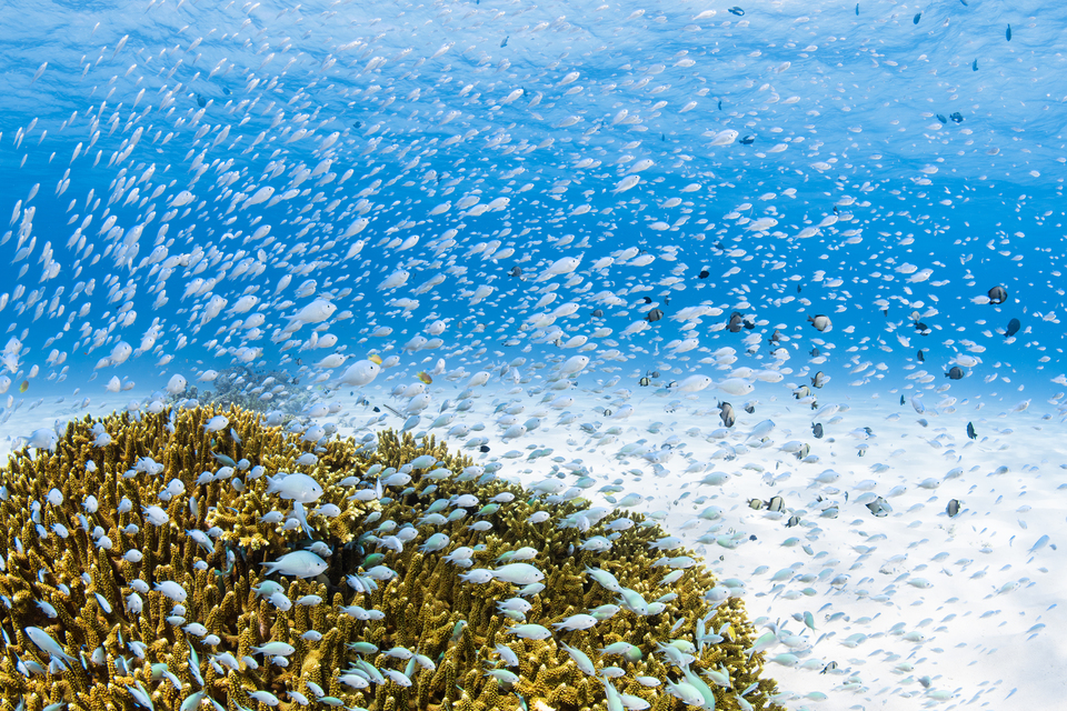 入賞　朝倉空良さんの作品「美ら海」