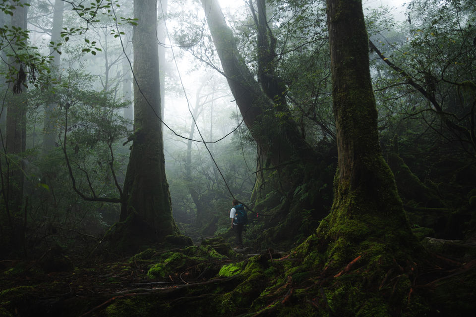 入賞　相馬大喜さんの作品「魅惑の森」