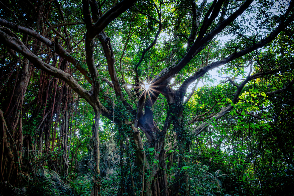 入賞　村上　恵さんの作品「杜の生命力」