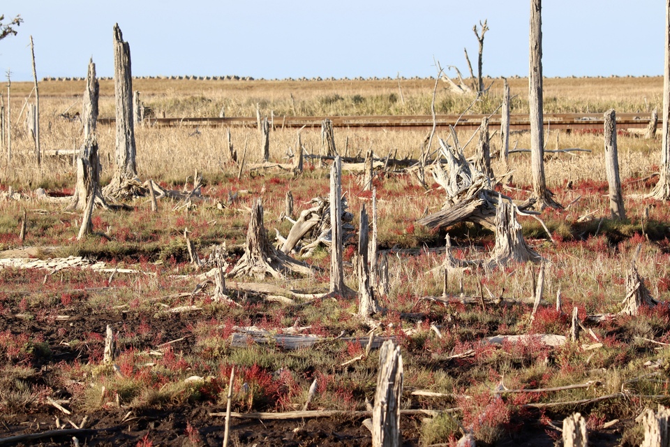 「絶景部門」入賞　michi51185さんの作品「ゴーストフォレスト」