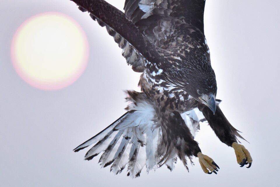 「野鳥部門」入賞　大竹明男さんの作品「おぼろ朝日に若鷲翔ぶ」