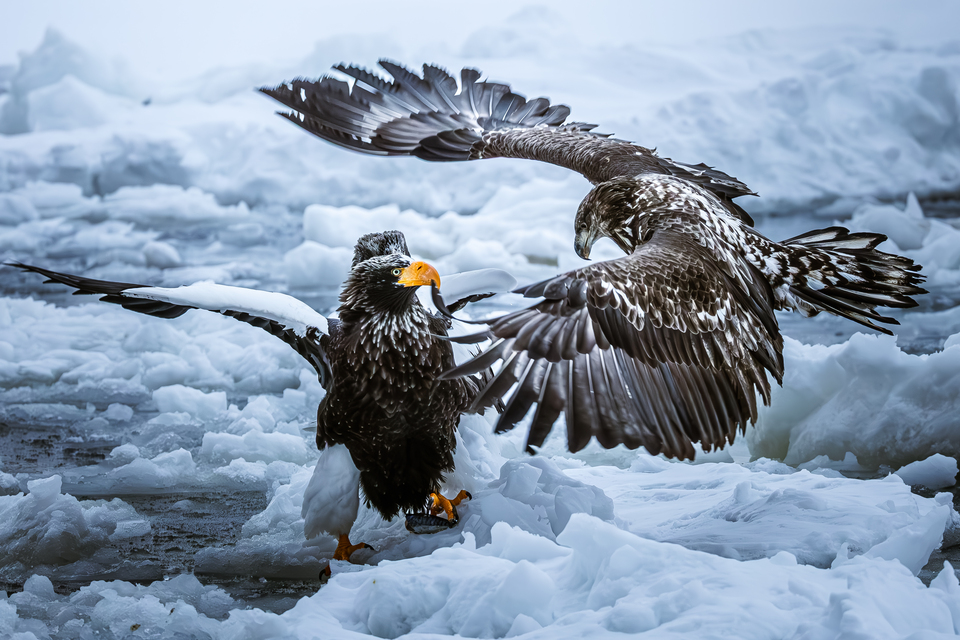 「野鳥部門」優秀賞　ゆうと【@yuto_kobe】さんの作品「氷原に火花散る」