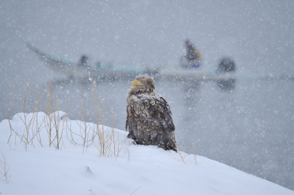「野鳥部門」入賞　junichi  kofudeさんの作品「雪がしんしん降る朝は」