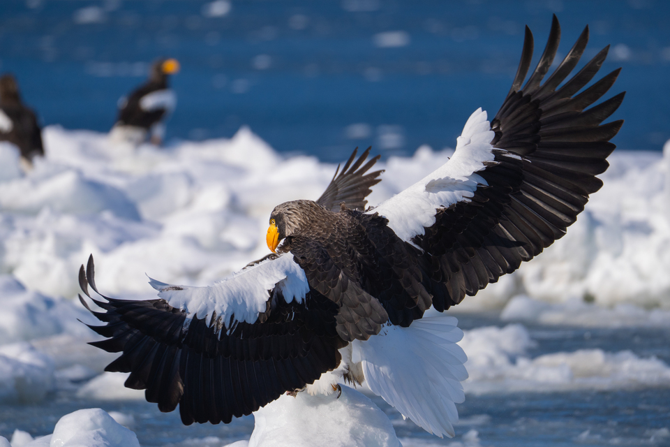 「野鳥部門」入賞　藤原好生さんの作品「流氷上のダンス」